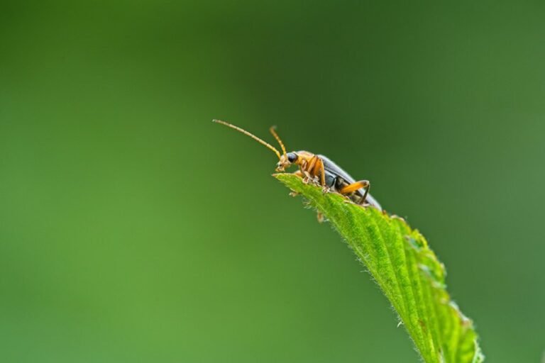 a beginner s guide bug fixes